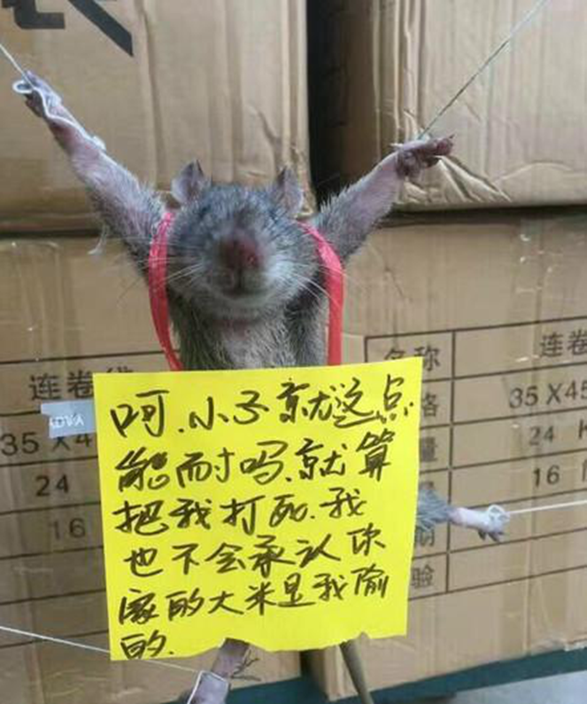 老鼠偷吃粮食被抓现行,逃跑未遂被抓,被吊在空中受