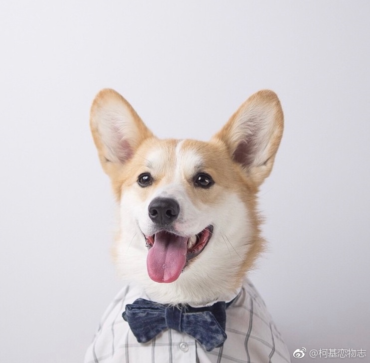 不黑，看脸一米八!灵魂模特，这组图很柯基!!(Via:lacorgi\/IG)