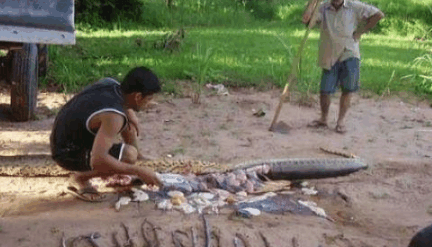 实拍巨蟒活吞恐怖过程, 森蚺肚子里装满小蛇