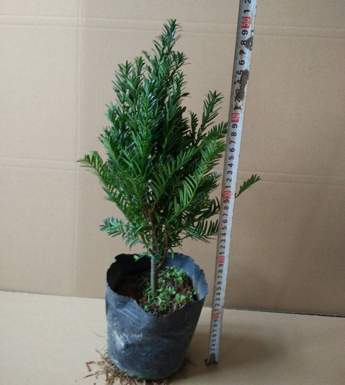 室内盆栽红豆杉 南方红豆杉 红豆杉在中国南北各地均适宜种植,具有喜