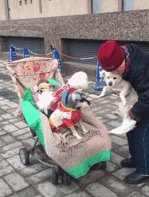 一大早,阿姨就带着狗狗们去遛弯了,回家的时候一个个跳上小推车,有