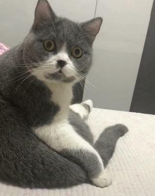 啥，炖猫汤？纳尼？为啥还要打一顿，这年头连做猫都不安全啊