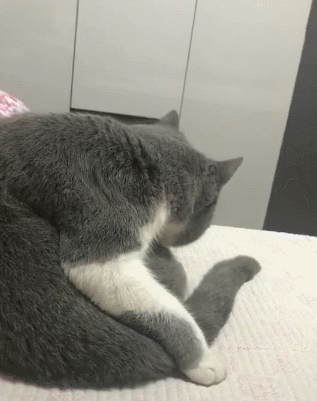 啥，炖猫汤？纳尼？为啥还要打一顿，这年头连做猫都不安全啊