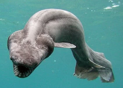 生存至今的5大史前古生物,这些家伙居然比恐龙还要古老