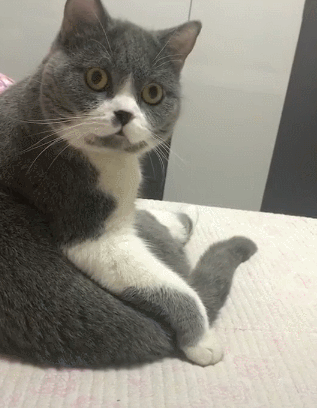 啥，炖猫汤？纳尼？为啥还要打一顿，这年头连做猫都不安全啊
