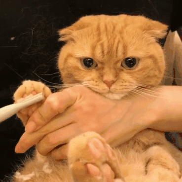 精致的猫猫,具体到每一根脚毛都要剃干净!一脸委屈也是敲可爱了