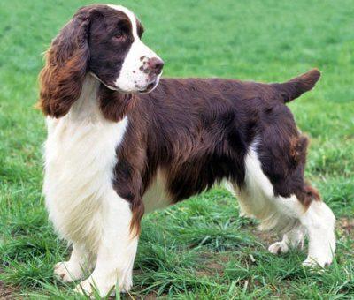 猎狗什么狗嗅觉最好?世界优秀猎犬十大排名!