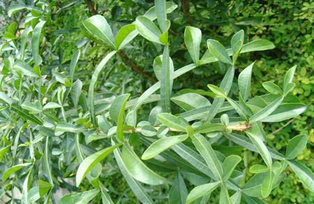 湛江唯一哥特式教堂, 曾经称霸华南