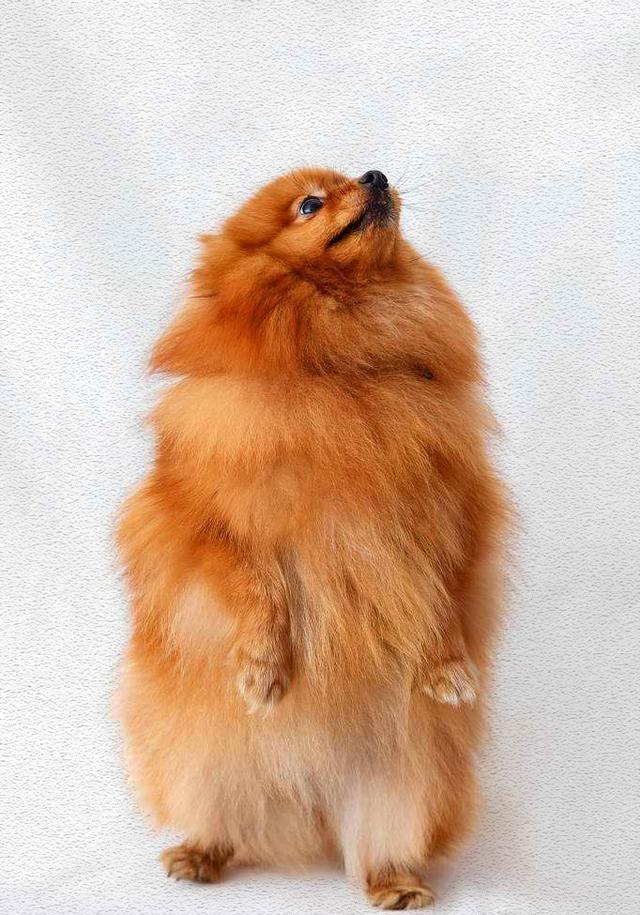 每周一犬(10:调皮可爱,活泼外向的小精灵,博美犬