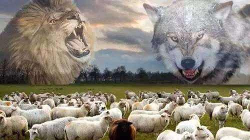 狼吃羊的故事