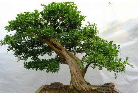 九里香盆栽冬天不适合养在太温暖的室内,对来