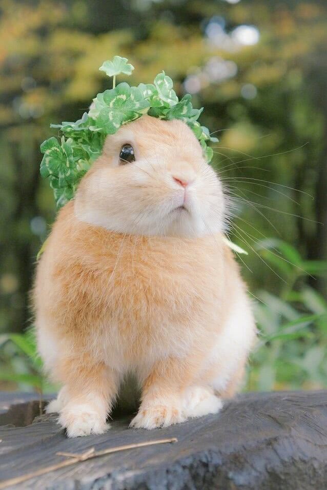 我滴妈呀，活捉一只萌出血的小兔子!