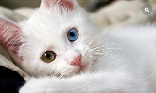 世界上最好看的4大美猫,拥有一只包你爱不释手,网友:人不如猫|土耳其 ...