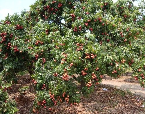 老婆可能是杨贵妃转世,老梦见荔枝树,她还真把
