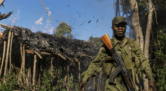 非洲最乱的国家公园, 武装组织偷盗野生动物