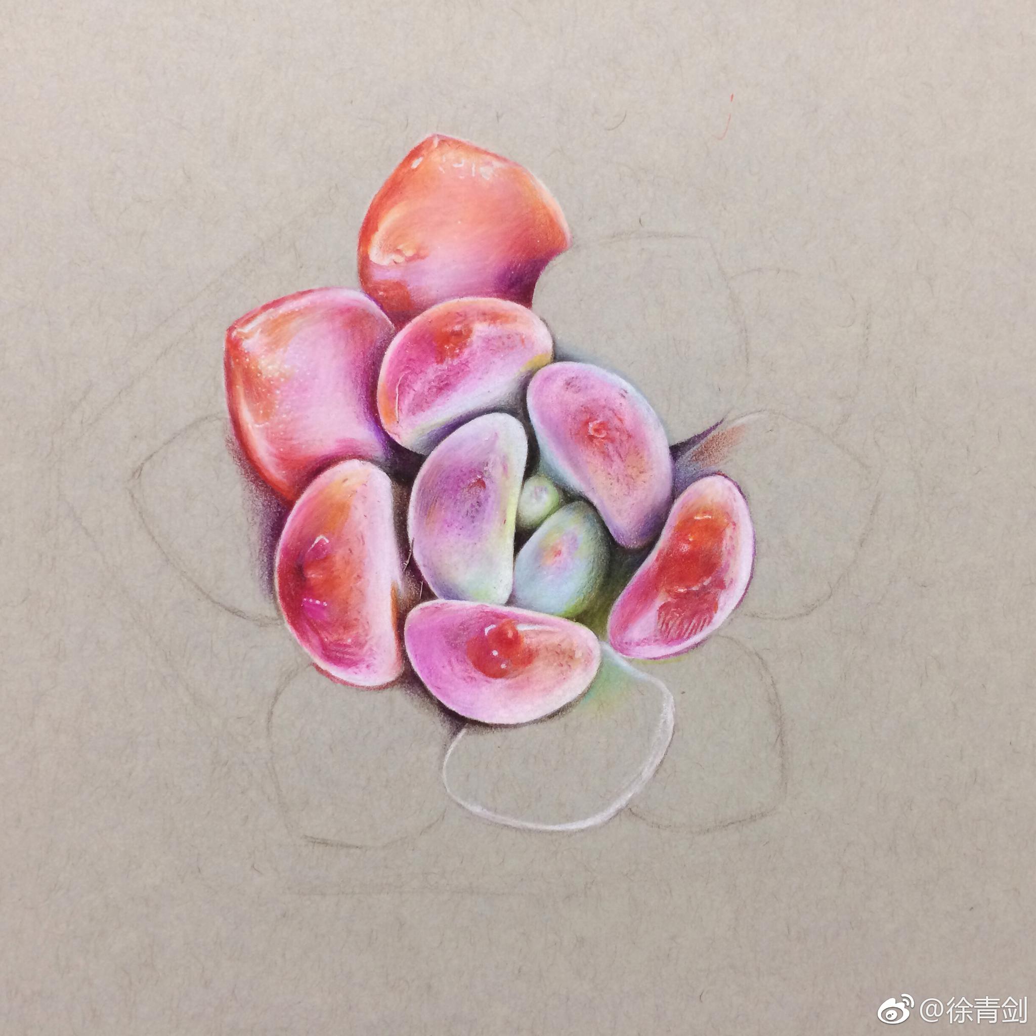 多肉画法彩铅图片