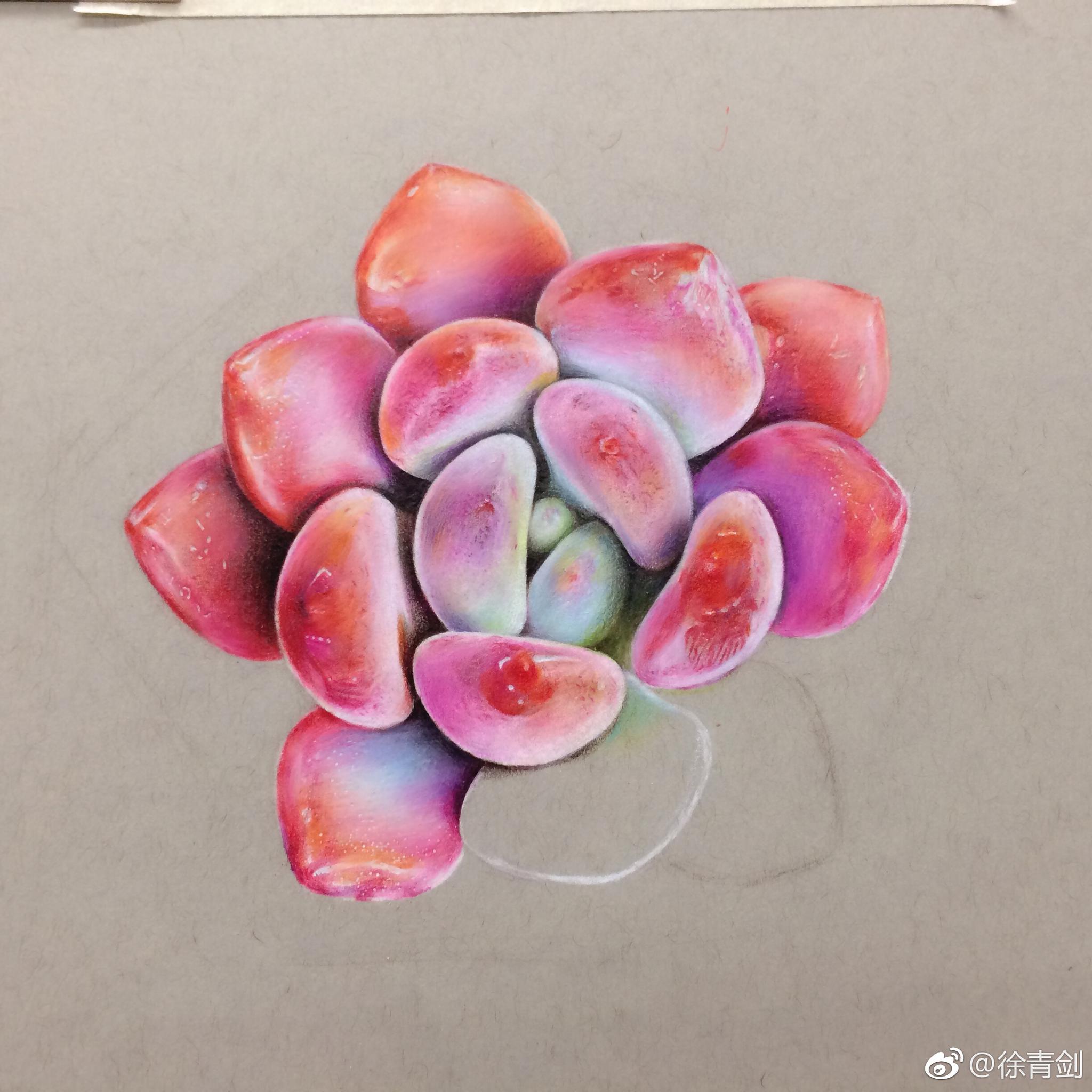 多肉画法彩铅图片