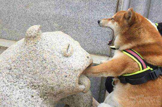 低智商狗狗常会有的四种表现,二哈竟然一条都