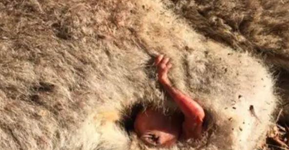 袋鼠被撞身亡,腹中宝宝伸手求救