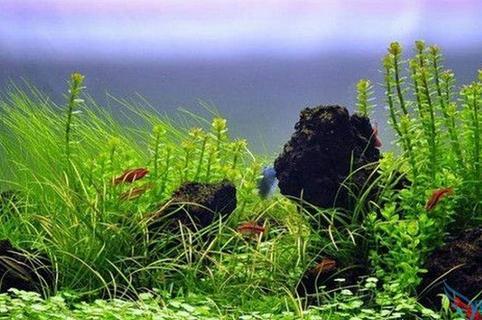 鱼缸三天不洗水就浑浊?教你一简单绝招,轻松让