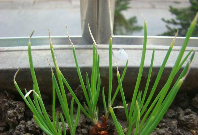 在阳台上栽种供全年都可食用的小香葱方法