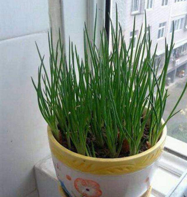 在阳台上栽种供全年都可食用的小香葱方法