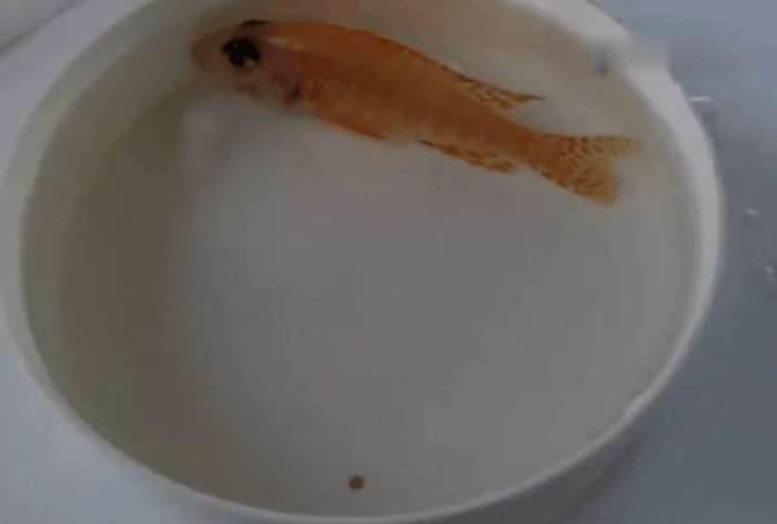 男子发现买回的金鱼整天不吃东西, 扒开嘴巴一