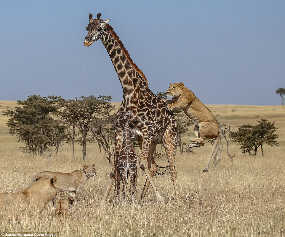 图为幼儿长颈鹿被一狮子袭击,在痛苦和恐惧中尖叫,狮子一口咬住它