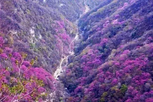 距离西安1小时~秘林飞瀑,浪漫彩虹,秦岭万亩紫荆花海即将盛放!