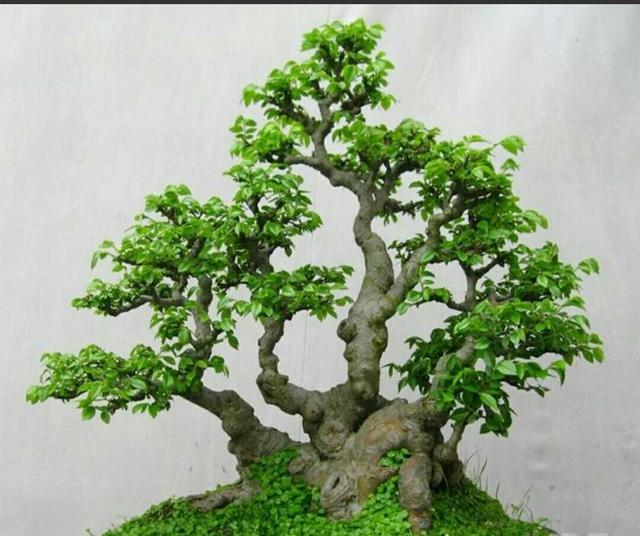 怎样才能把榆树疙瘩,制作成漂亮的盆景