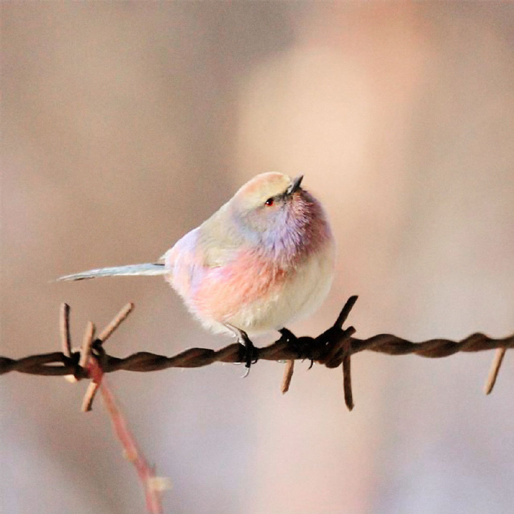 可爱小鸟漂亮鸟类写真壁纸_动物_太平洋科技