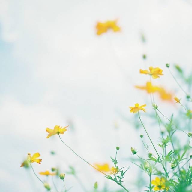 煎茶日记 8月19日 蒋勋 花的意义