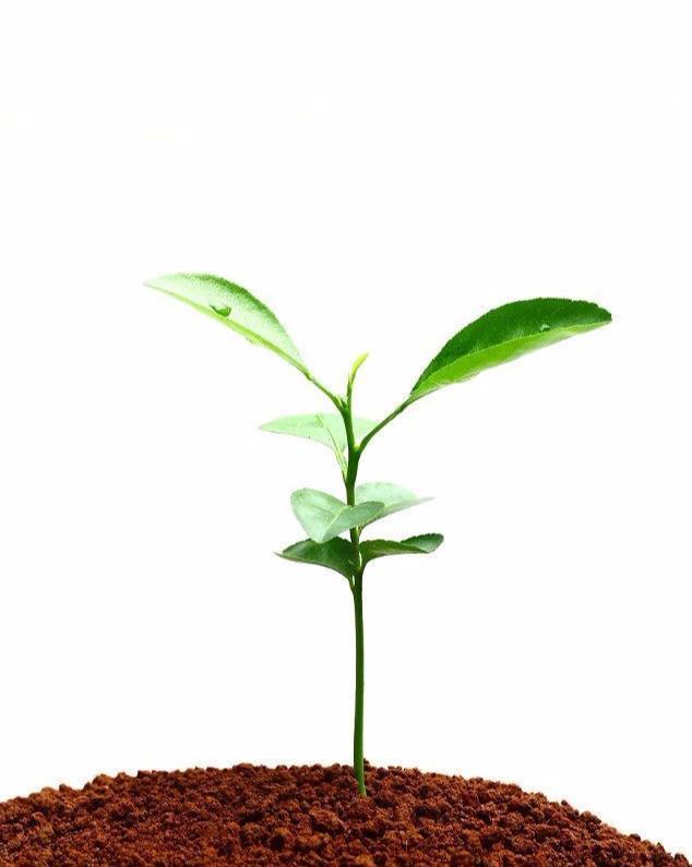 心理测试:哪棵小树苗能够长成参天大树?测你5年后的社会地位