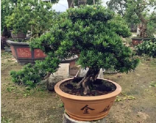 罗汉松品种排名2020_罗汉松也分品种,大师制作的米叶罗汉松盆景一颗能