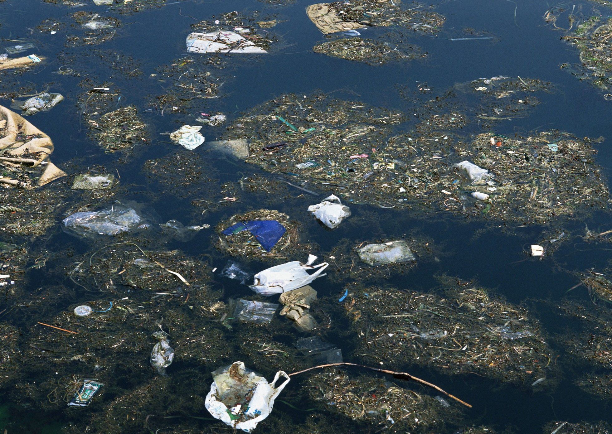 探索水蚤的诡异现象，水中二氧化碳升高时，它们的防御能力将大降