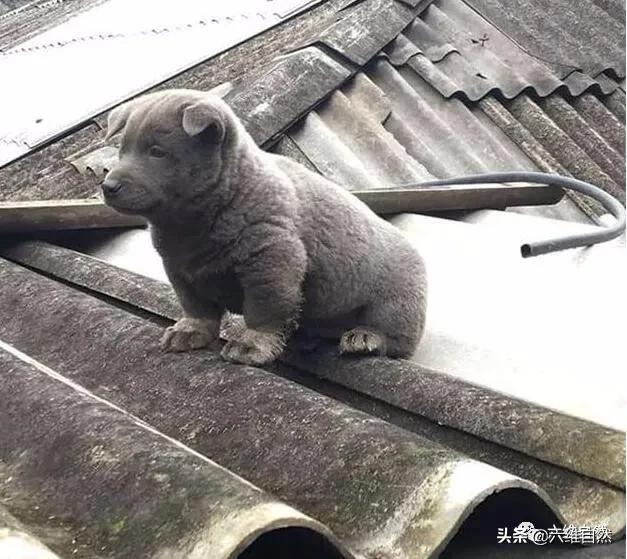 越南出现一只像猫的土狗,表情多得像二哈,嘚瑟样子反而迷倒众人