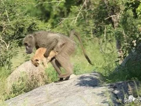 狒狒视频动物世界大全 f4bb-ipfprtp1390669.jpg