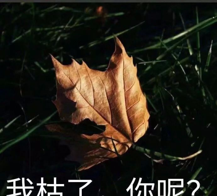 我他妈辛辛苦苦跑这么远,就想过一个不一样的万圣节,你就这么敷衍我?