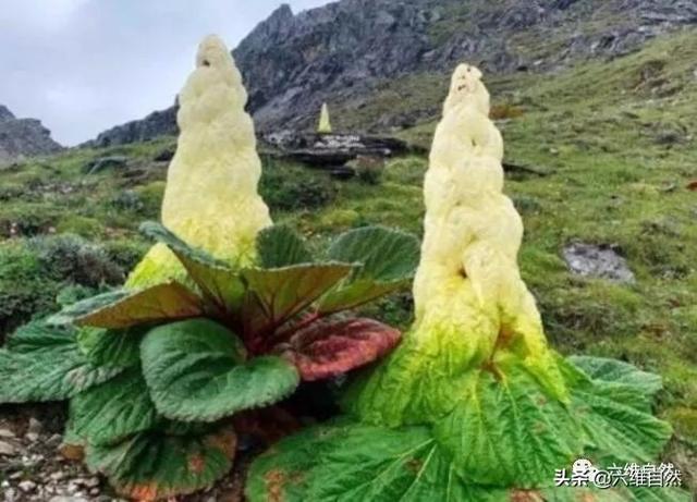 喜马拉雅山一种顽强的藏药植物,形似大白菜,一生却只开一次花!