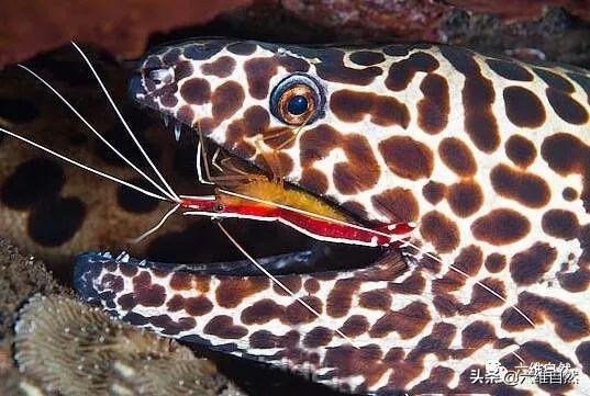 海鳗咬人有多危险 海底哪些动物最致命