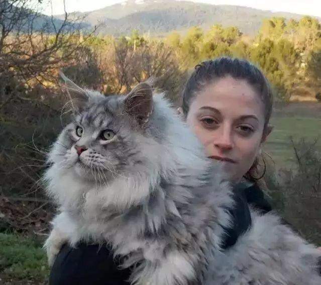 缅因猫体型大我知道,但是,其他猫你们到底是怎么长啊……!