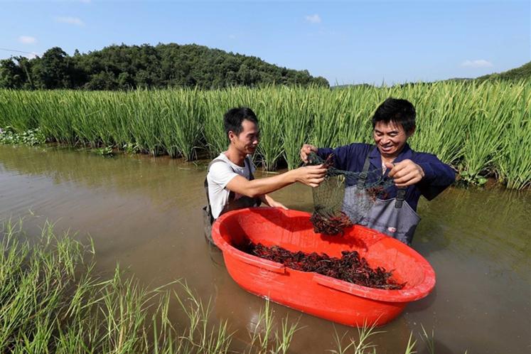 在农村养殖小龙虾的技术有哪些？你知道吗？