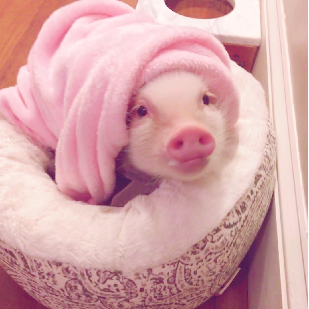 超过 50 张关于“猪睡觉”和“猪”的免费图片 - Pixabay