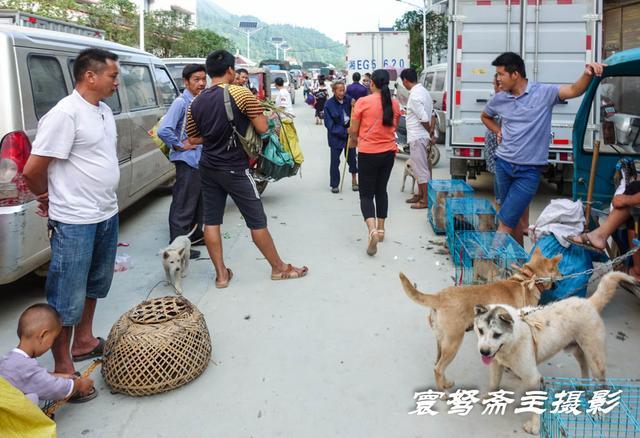 空空荡荡,赶场天来从江下江卖小猪的集市,却一只小猪崽都没看到