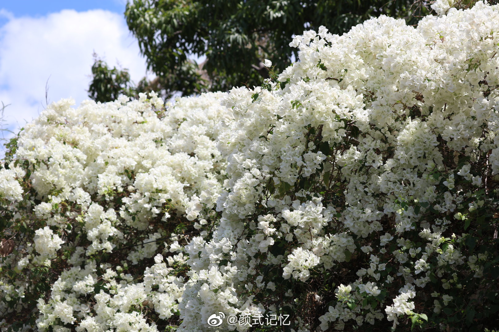 热情,纯洁无暇(堆雪)一一白三角梅花(勒杜鹃花)