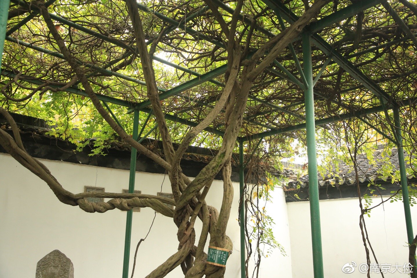 文征明手植藤