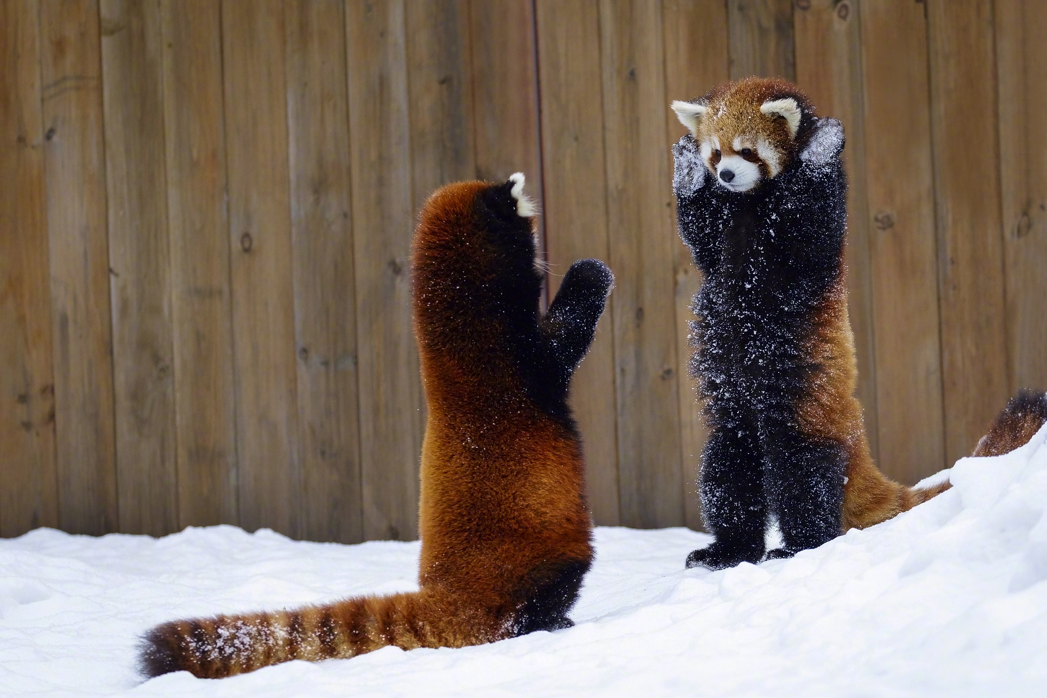 据说小熊猫摆出这个姿势是为了威慑对方.
