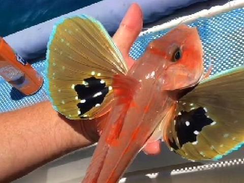 海钓到一只很漂亮的蝴蝶鱼,却被网友调侃面对六眼飞鱼需要勇气