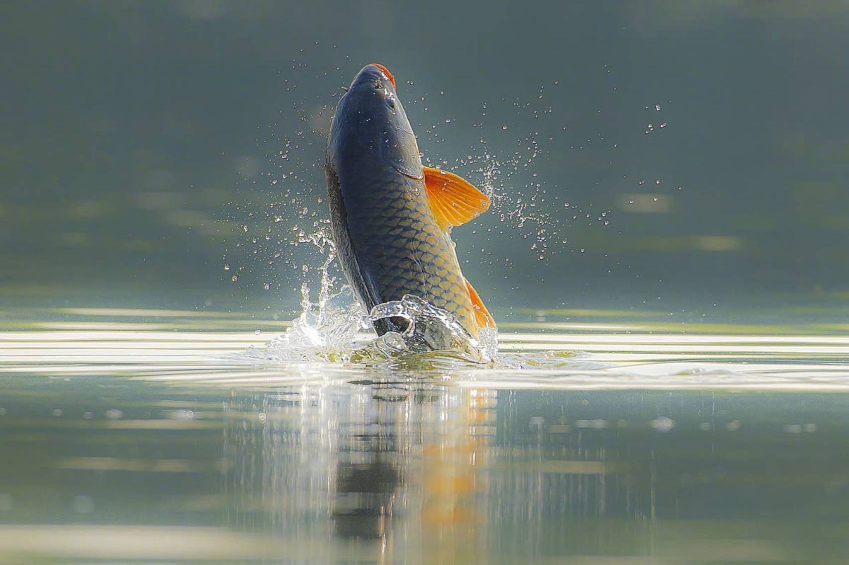 转发鱼跃水面,好运一跃而起!