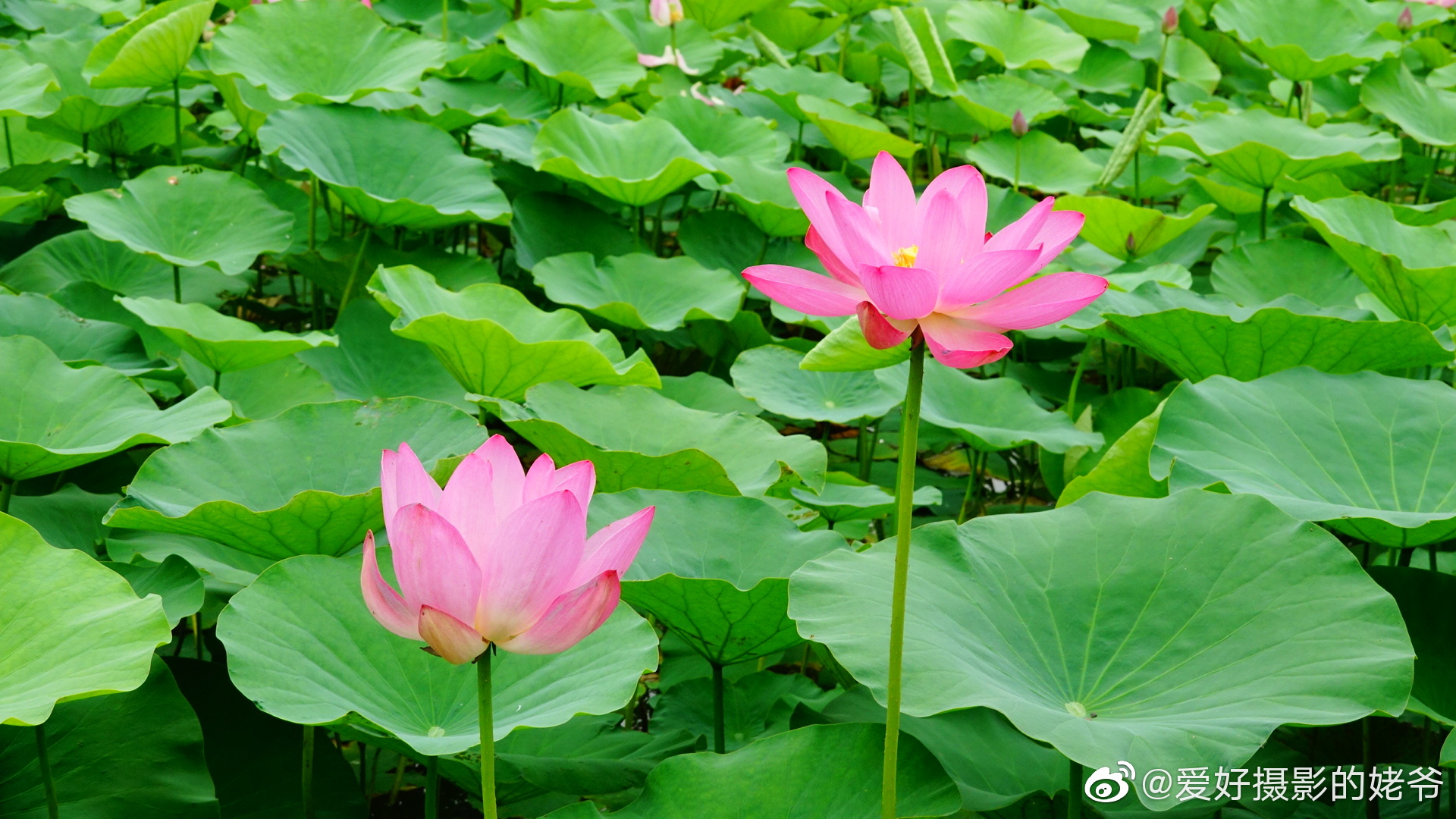 又见荷花一处开.拍自常州市新北区,新龙湖音乐公园.大家早上好